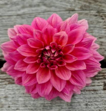 Načíst obrázek do prohlížeče Galerie, Jiřina - "Anne Claire", 1ks