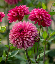 Načíst obrázek do prohlížeče Galerie, Jiřina - "Bacardi", 1ks