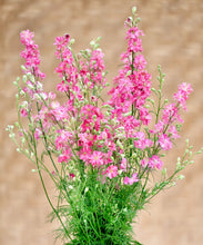 Načíst obrázek do prohlížeče Galerie, Ostrožka stračka - "King Size", Scarlet