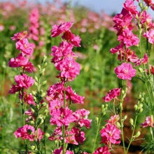 Načíst obrázek do prohlížeče Galerie, Ostrožka stračka - "QIS", Carmine