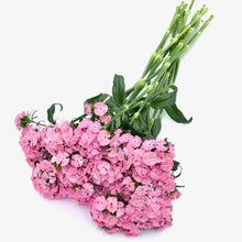 Načíst obrázek do prohlížeče Galerie, Hvozdík bradatý - "F1 Sweet", Pink