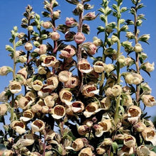 Načíst obrázek do prohlížeče Galerie, Náprstník vlnatý - "Café Crema"
