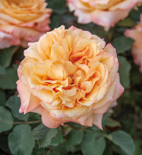 Načíst obrázek do prohlížeče Galerie, Růže - "DIVINA COMMEDIA®", nádoba 4l