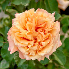 Načíst obrázek do prohlížeče Galerie, Růže - "DIVINA COMMEDIA®", nádoba 4l