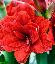 Načíst obrázek do prohlížeče Galerie, Hvězdník (Amaryllis) - "Double Dragon" 1ks