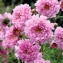 Načíst obrázek do prohlížeče Galerie, Krásenka zpeřená - "Double Click", Rose BonBon