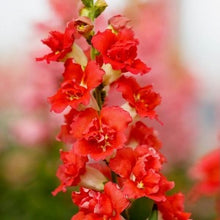 Načíst obrázek do prohlížeče Galerie, Hledík větší - "DoubleShot™, Orange Bicolor