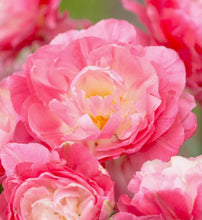 Načíst obrázek do prohlížeče Galerie, Tulipán - "Double Sugar", 5ks