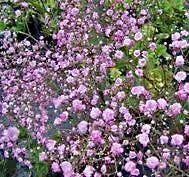 Načíst obrázek do prohlížeče Galerie, Šáter (nevěstin závoj) - "Růžovo-bílý"