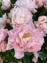 Načíst obrázek do prohlížeče Galerie, Tulipán - "Dreamer", 5ks