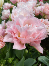 Načíst obrázek do prohlížeče Galerie, Tulipán - "Dreamer", 5ks