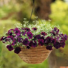 Načíst obrázek do prohlížeče Galerie, Petúnie - "F1 Easy Wave®", Burgundy Velour