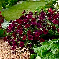 Načíst obrázek do prohlížeče Galerie, Petúnie - "F1 Easy Wave®", Burgundy Velour