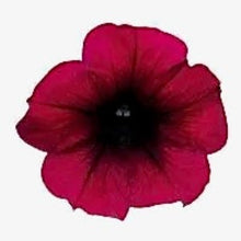 Načíst obrázek do prohlížeče Galerie, Petúnie - "F1 Easy Wave®", Burgundy Velour