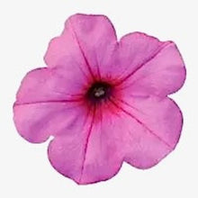 Načíst obrázek do prohlížeče Galerie, Petúnie - "F1 Easy Wave®", Pink Passion