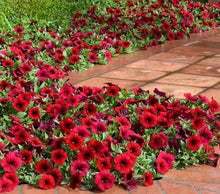 Načíst obrázek do prohlížeče Galerie, Petúnie - "F1 Easy Wave®", Red Velour