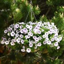 Načíst obrázek do prohlížeče Galerie, Petúnie - "F1 Easy Wave®", Silver