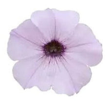 Načíst obrázek do prohlížeče Galerie, Petúnie - "F1 Easy Wave®", Silver