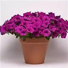 Načíst obrázek do prohlížeče Galerie, Petúnie - "F1 Easy Wave®", Violet