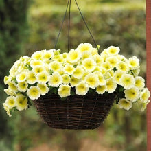 Načíst obrázek do prohlížeče Galerie, Petúnie -"F1 Easy Wave", Yellow