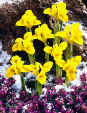 Načíst obrázek do prohlížeče Galerie, Kosatec (Iris) - "Danfordové", 10ks