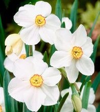 Načíst obrázek do prohlížeče Galerie, Narcis - "Actaea Poeticus", 5ks