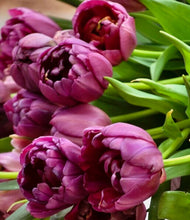 Načíst obrázek do prohlížeče Galerie, Tulipán - "Alison Bradley", 5ks