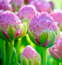 Načíst obrázek do prohlížeče Galerie, Tulipán - "Strawberry Cream", 5ks, 10ks