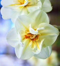 Načíst obrázek do prohlížeče Galerie, Narcis - "Erlicheer" (určený k rychlení v interiéru), 5ks