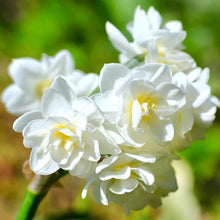 Načíst obrázek do prohlížeče Galerie, Narcis - "Erlicheer" (určený k rychlení v interiéru), 5ks