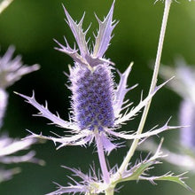 Načíst obrázek do prohlížeče Galerie, Máčka - "Purple Sheen"