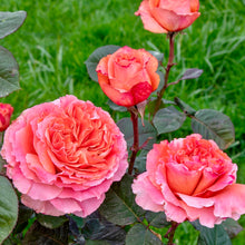 Načíst obrázek do prohlížeče Galerie, Růže - "ETRUSCA ®", sazenice 1ks