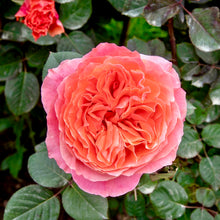 Načíst obrázek do prohlížeče Galerie, Růže - "ETRUSCA ®", sazenice 1ks