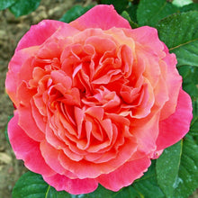 Načíst obrázek do prohlížeče Galerie, Růže - "ETRUSCA ®", sazenice 1ks