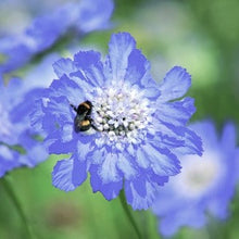 Načíst obrázek do prohlížeče Galerie, Hlaváč kavkazský - "Fama", Deep blue