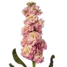 Načíst obrázek do prohlížeče Galerie, Fiala sivá - "StoX®", Champagne