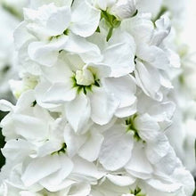 Načíst obrázek do prohlížeče Galerie, Fiala sivá - "Katz", White