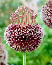 Načíst obrázek do prohlížeče Galerie, Okrasný česnek ametystový - "Forelock", 1ks