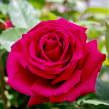 Načíst obrázek do prohlížeče Galerie, Růže - "FRAGRANT LOVE ®", nádoba 4l