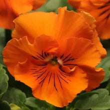Načíst obrázek do prohlížeče Galerie, Viola zahradní - "Frizzle Sizzle", Orange