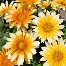 Načíst obrázek do prohlížeče Galerie, Gazánie zářivá - "F1 ZANY", Sunny Side Up