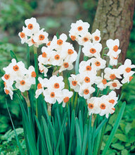 Načíst obrázek do prohlížeče Galerie, Narcis - "Geranium", 5ks