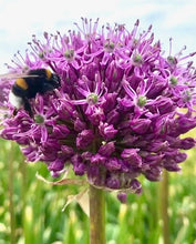 Načíst obrázek do prohlížeče Galerie, Okrasný česnek - "Glory of Pamir", 1ks