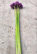 Načíst obrázek do prohlížeče Galerie, Okrasný česnek - "Glory of Pamir", 1ks