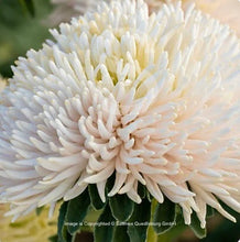 Načíst obrázek do prohlížeče Galerie, Astra čínská - "Balloon", Golden