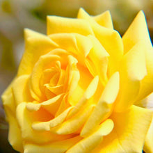 Načíst obrázek do prohlížeče Galerie, Růže - "GOLDEN FASHION ®", sazenice 1ks