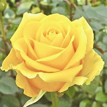 Načíst obrázek do prohlížeče Galerie, Růže - "GOLDEN FASHION ®", sazenice 1ks