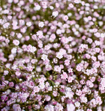 Načíst obrázek do prohlížeče Galerie, Šáter (nevěstin závoj) - "Růžovo-bílý"