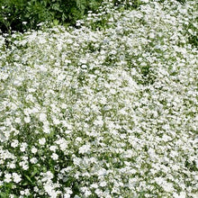 Načíst obrázek do prohlížeče Galerie, Šáter latnatý - "Covent Garden"