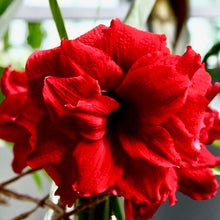 Načíst obrázek do prohlížeče Galerie, Hvězdník (Amaryllis) - "Amarantia"®, 1ks